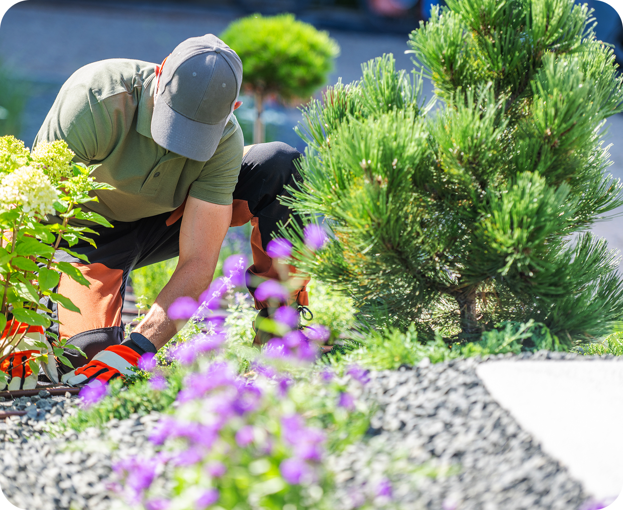 Man gardening among colorful flowers